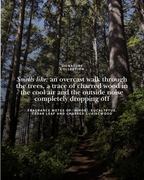 Forest Ember Candle | Hinoki, Cedar Leaf & Smoke
